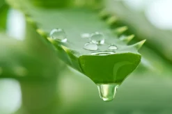 ESI Aloe Vera Täysmehu Veriappelsiini