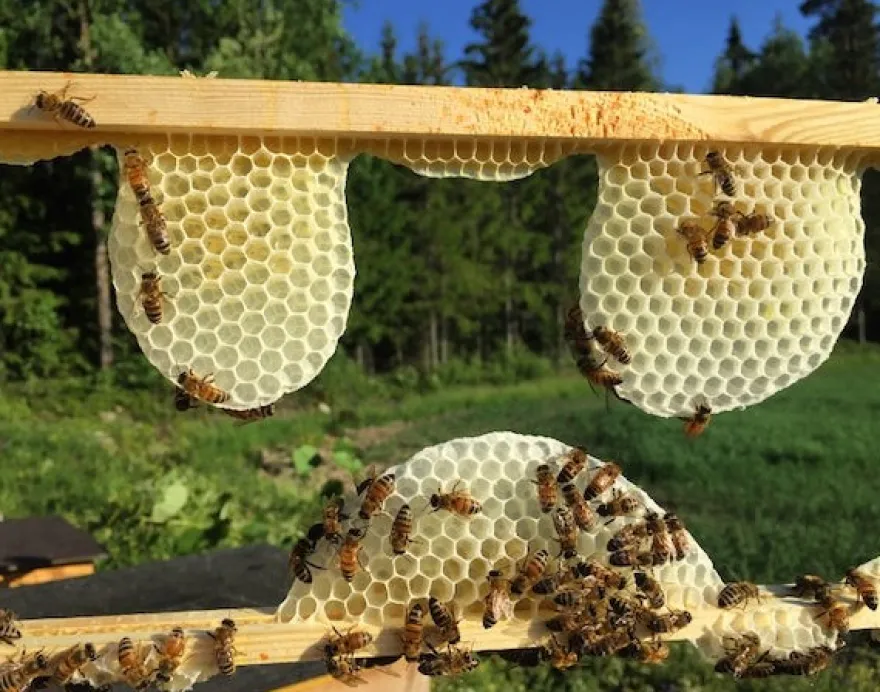 Luonnon Kulta Kennohunaja