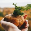 Natura Media Maca