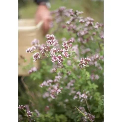Sonnentor Luomu Oregano