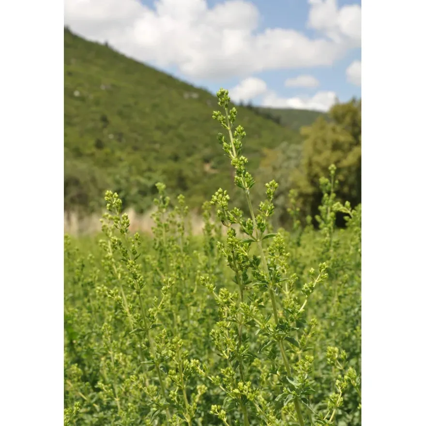 Sonnentor Luomu Oregano