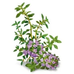 YogiTea Luomu Breathe Deep tee