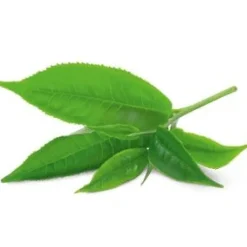 YogiTea Luomu Green Energy tee
