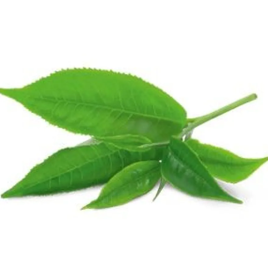 YogiTea Luomu Green Matcha Lemon tee